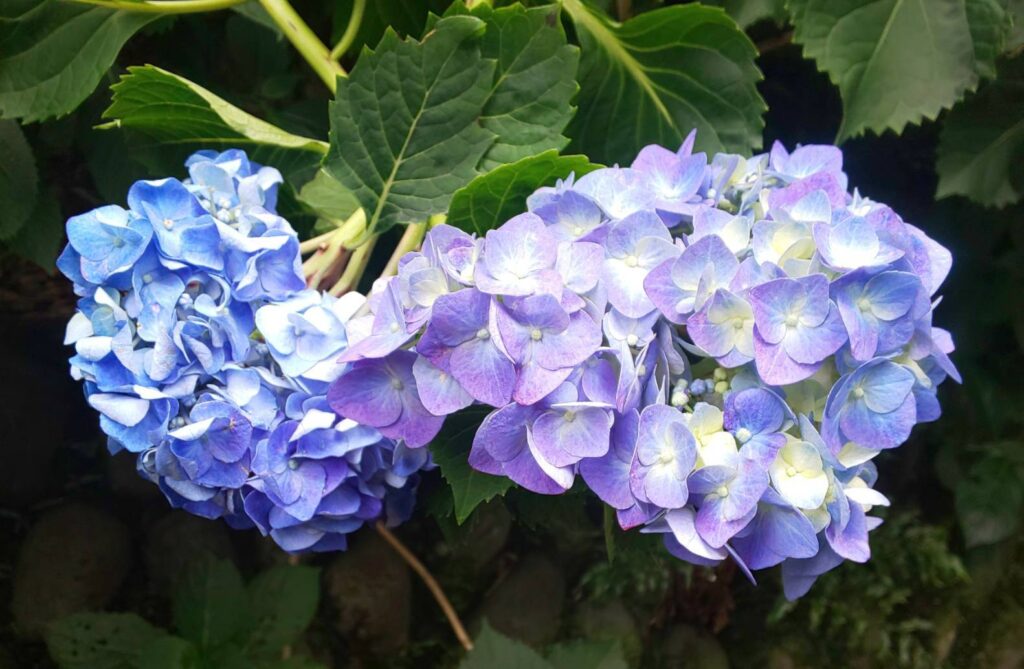高幡不動尊に咲く紫陽花の魅力とは。1